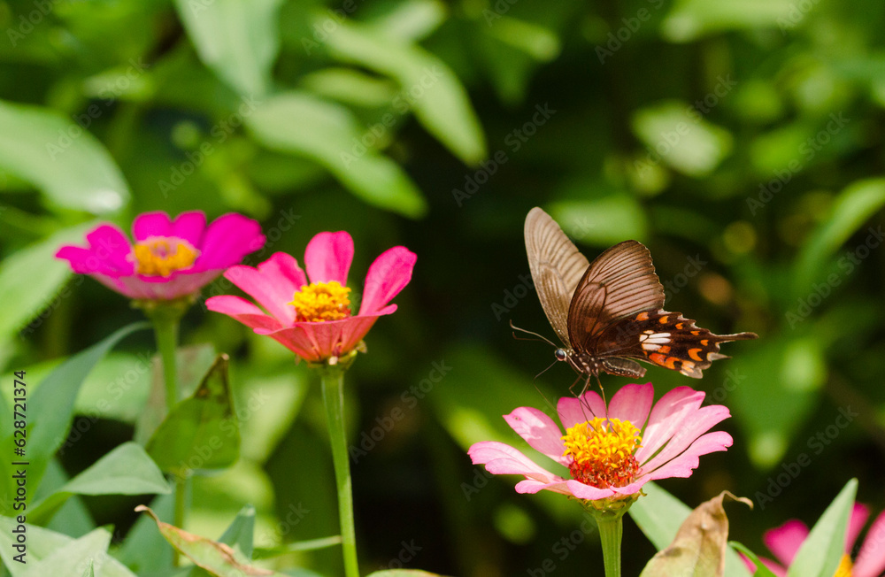 Closeup butterfly on wild flower Closeup butterfly on wild flower