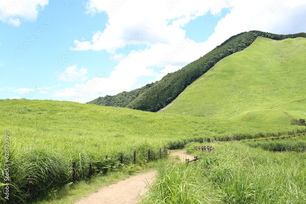 Scenery of a grass carpet on the Soni Plateau in Nara Prefecture, Japan