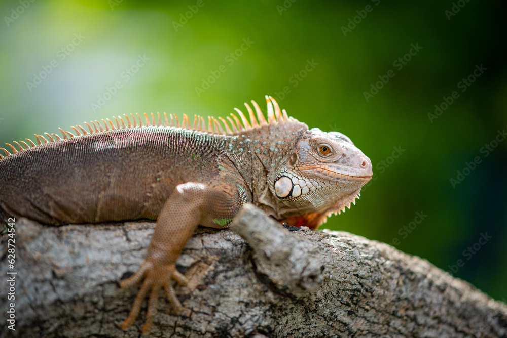 lizard, animal, green lizard with blur background lizard, animal, green lizard with blur background