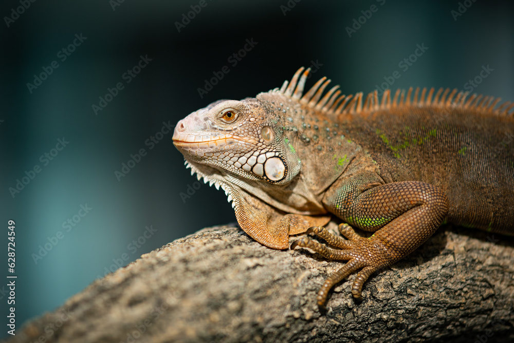 lizard, animal, green lizard with blur background