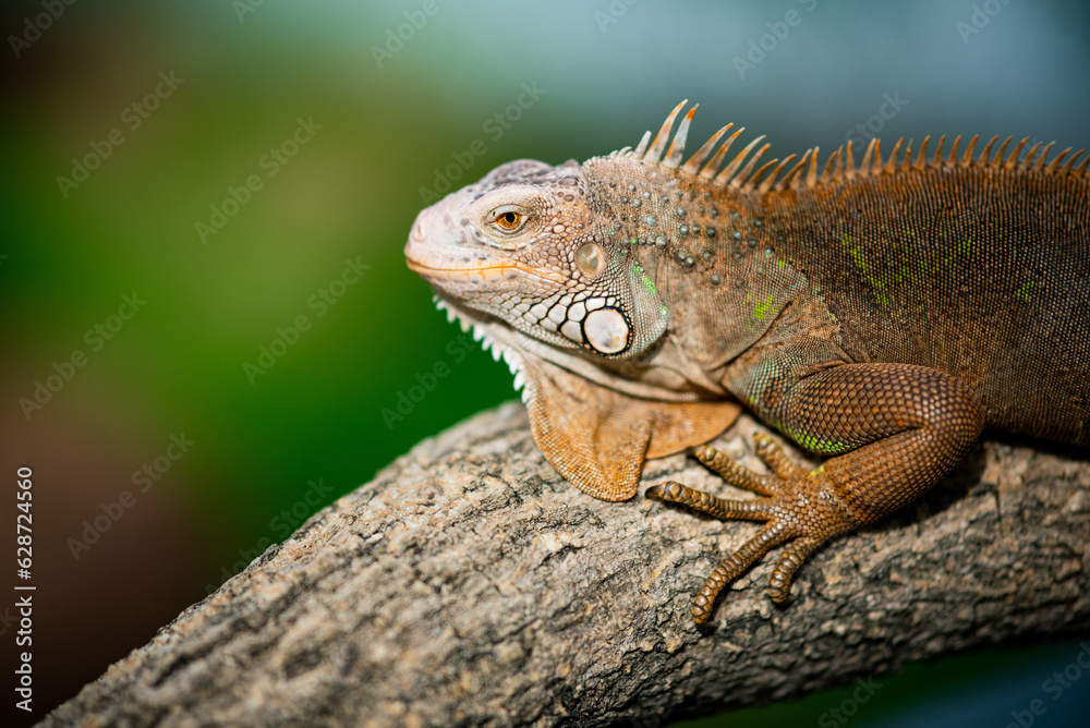 lizard, animal, green lizard with blur background lizard, animal, green lizard with blur background
