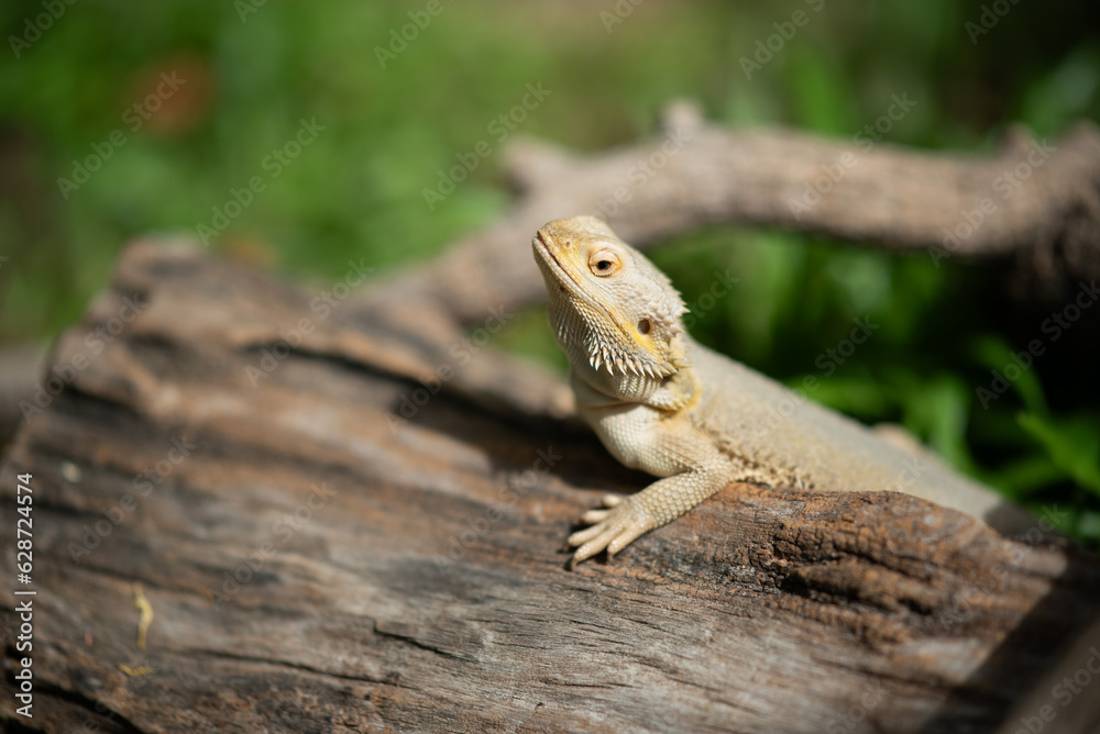 bearded dragon on ground with blur background bearded dragon on ground with blur background