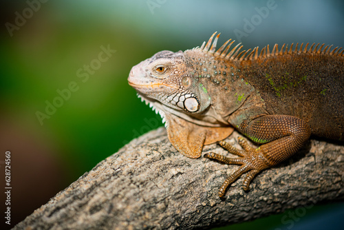 lizard  animal  green lizard with blur background