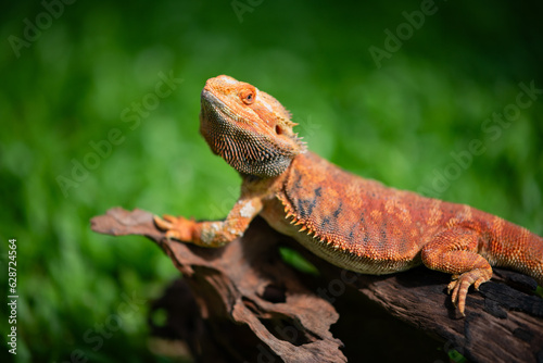 bearded dragon on ground with blur background