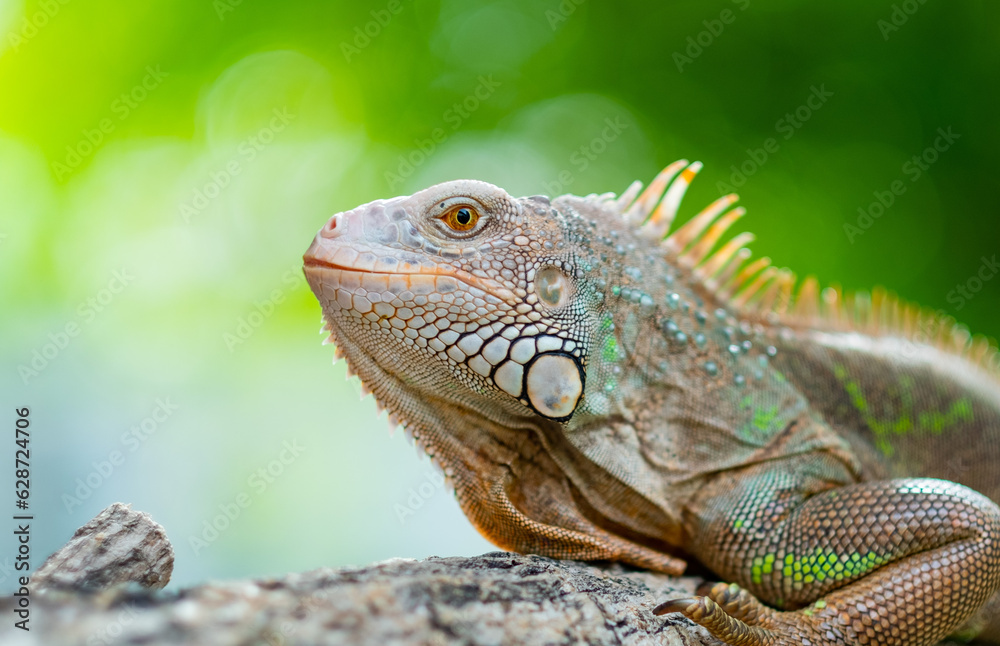 lizard, animal, green lizard with blur background