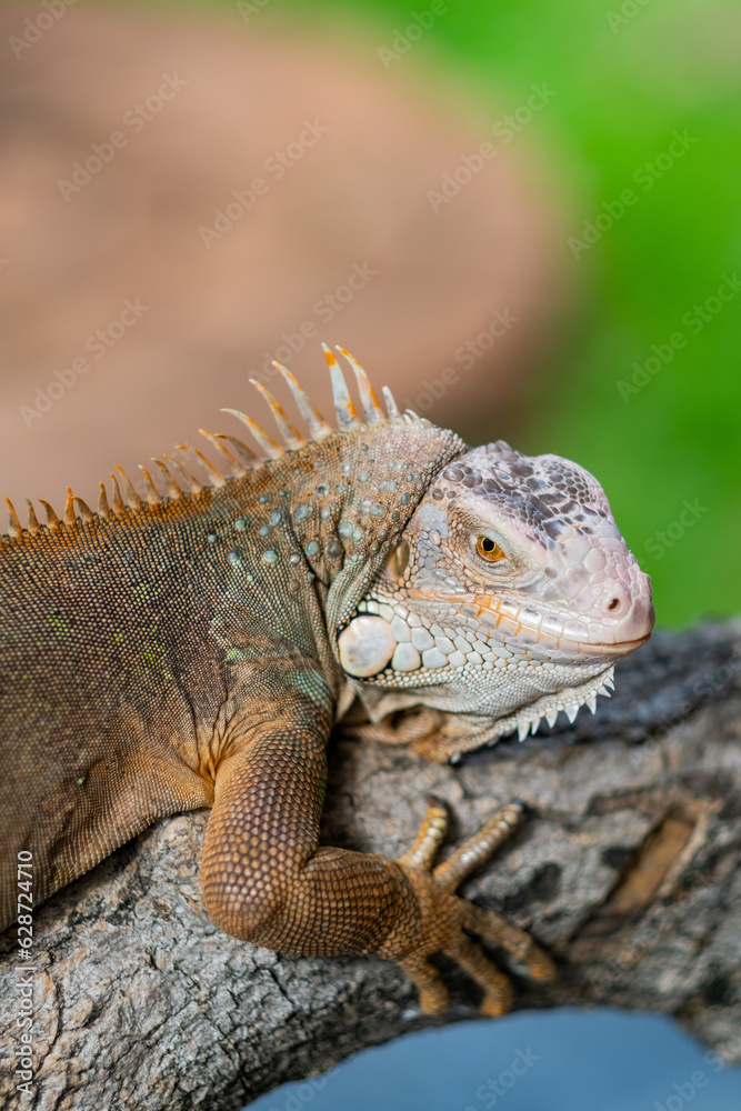 lizard, animal, green lizard with blur background lizard, animal, green lizard with blur background