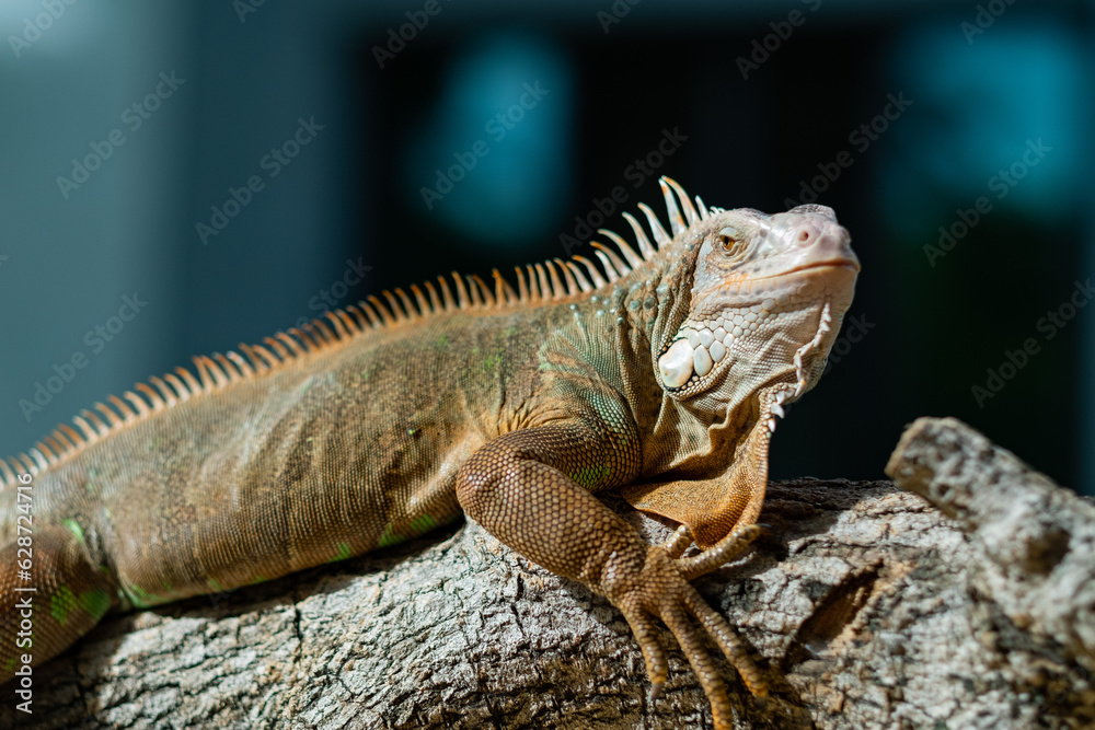 Obraz premium lizard, animal, green lizard with blur background