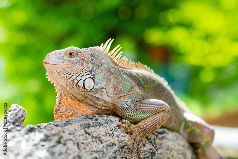 Fototapeta premium lizard, animal, green lizard with blur background