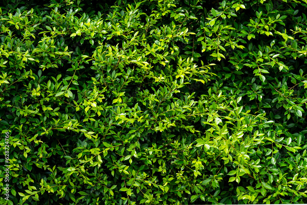 green leaves wall background, leaf wall nature background green leaves wall background, leaf wall nature background