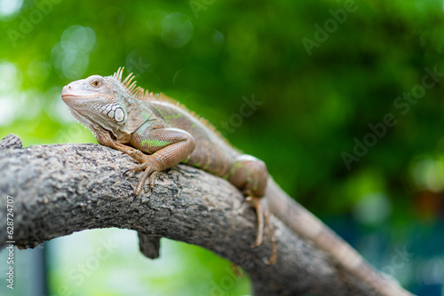 lizard, animal, green lizard with blur background © waranyu