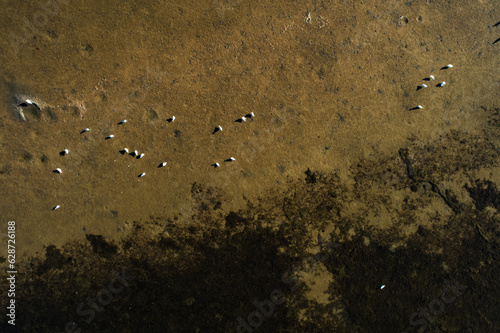 An aerial view of birds resting on a shallow river bed photo