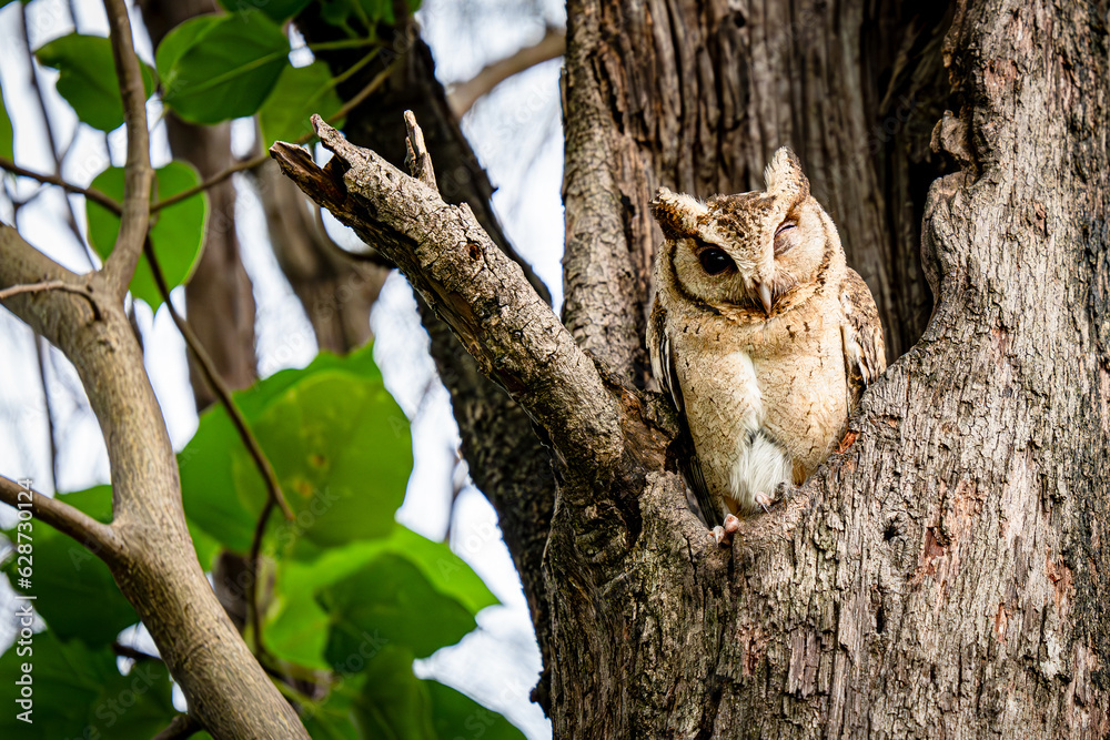 Winking eye Adorable Collared scops owl Winking eye Adorable Collared scops owl