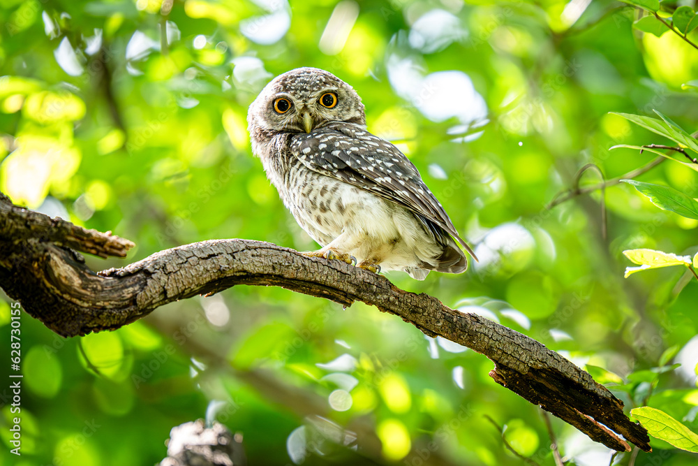 Little Spotted Owlet on the tree Little Spotted Owlet on the tree