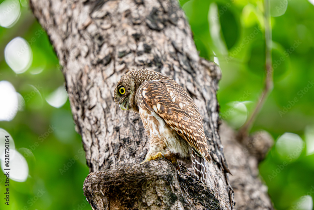 Obraz premium asian barred owlet sitting on the tree