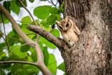 Collared scops owl sitting on the tree