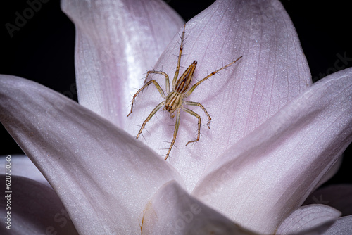 green striped lynx spider hunting on the pink flower with blackground photo