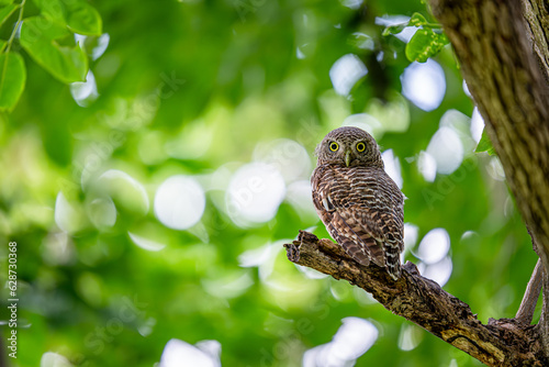 asian barred owlet sitting on the tree with green bokeh background photo