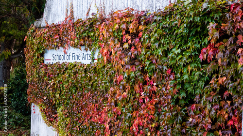 grass and flowers, autumn on campus, University of Canterbury, New Zealand photo