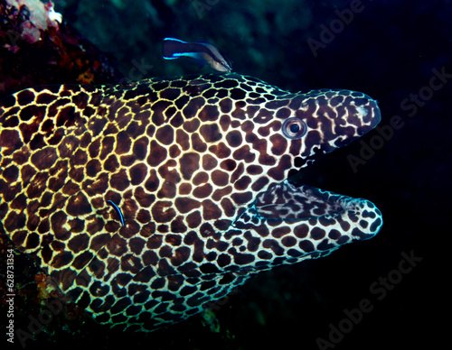 Honeycomb moray eel photo