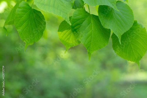 Green foliage of a tree. Young linden leaves close up.