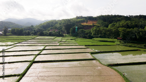 aerial shots drone photography aerial shots of rice fields in evening light drone shots of rice fields high angles of rural areas