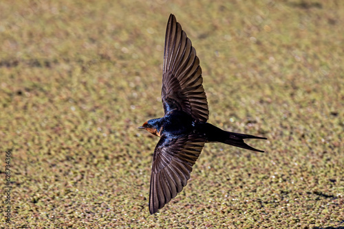 Australian Welcome Swallow in flight