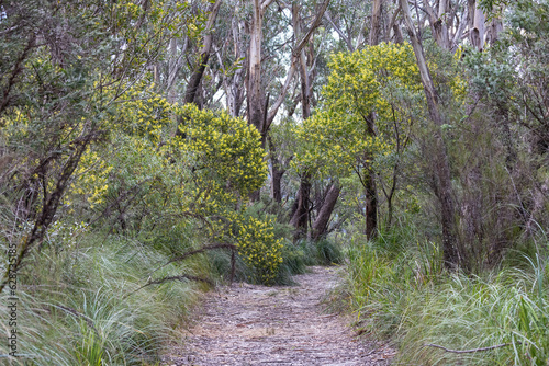 The Griffiths walking trail at the Barren Grounds Nature Reserve, New South Wales Australia