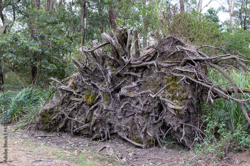 Large Gum Tree that has been blown over by strong wind exposing root structure Large Gum Tree that has been blown over by strong wind exposing root structure