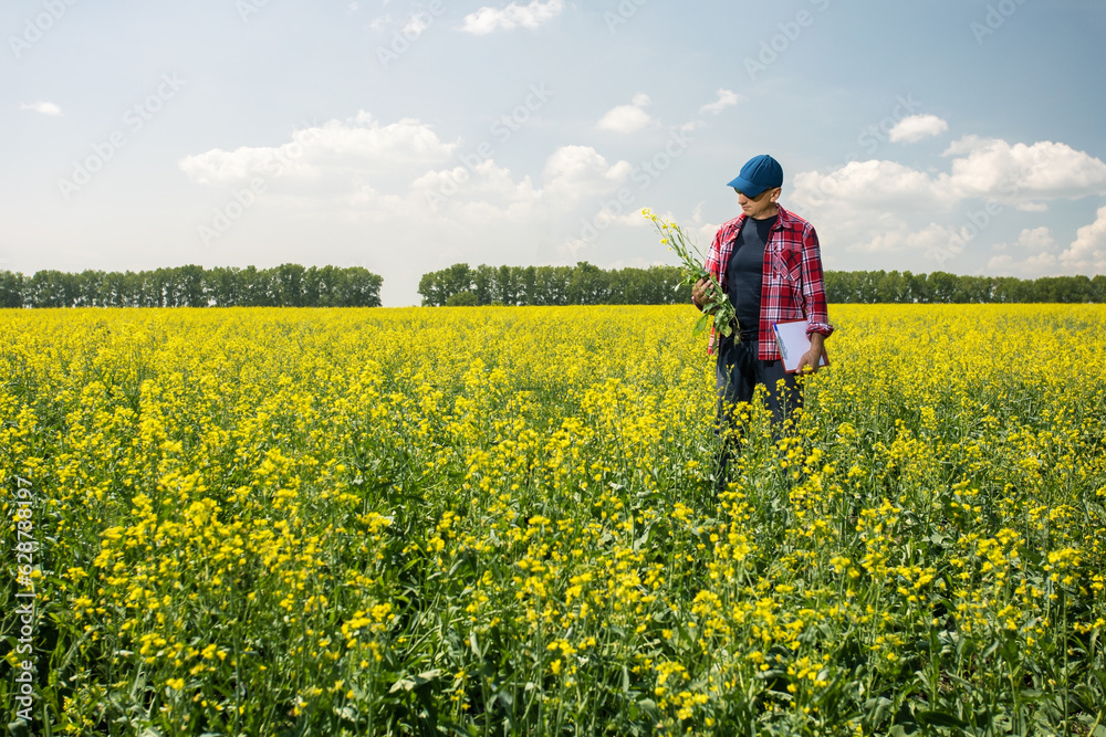 Man examining blooming.  Agribusiness, man controlled his field. Place for text.