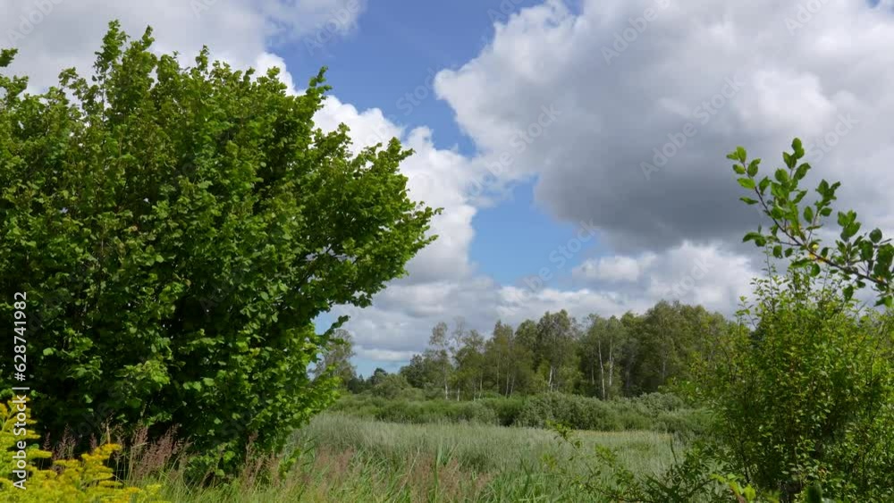 A meadow with shrubs in a strong wind, with clouds racing across the sky in the background. A meadow with shrubs in a strong wind, with clouds racing across the sky in the background.