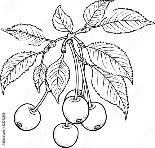 Cherry coloring pages vector animals