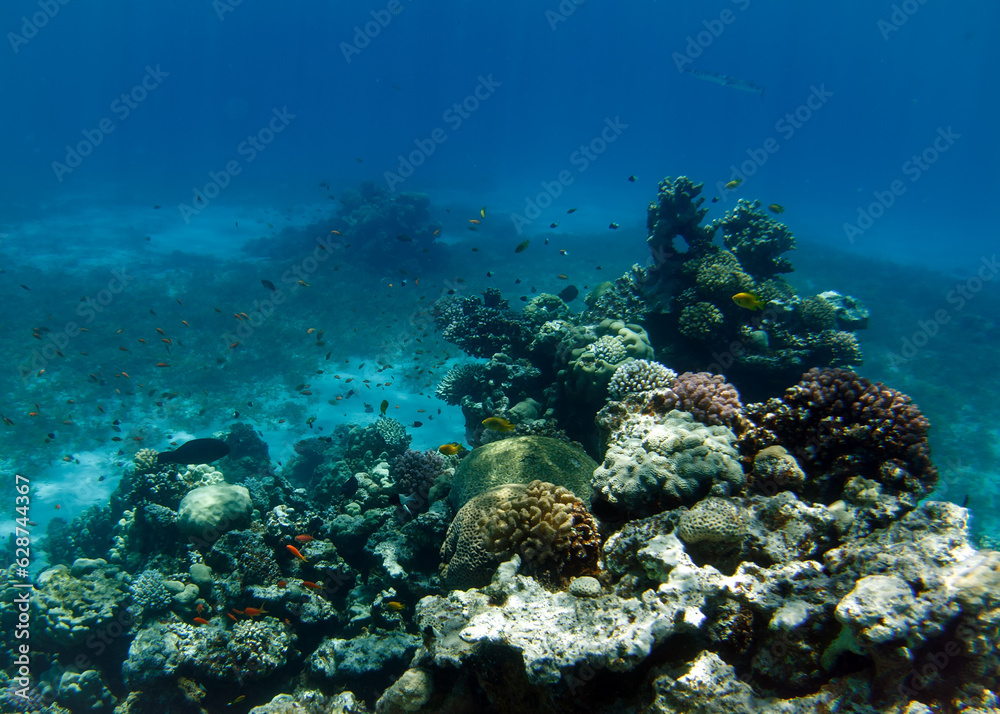 coral reef in the red sea coral reef in the red sea