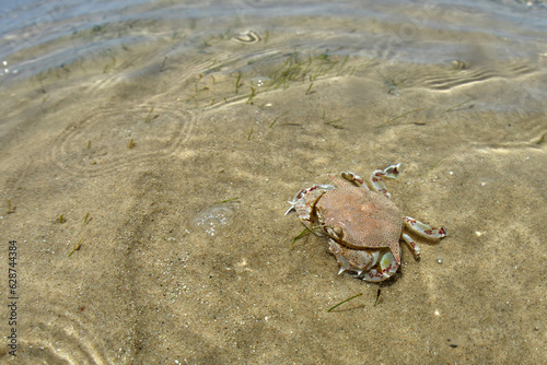 flat crab in clear water