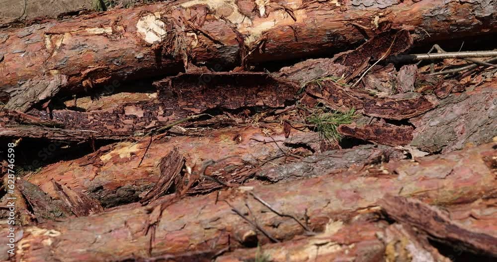 a pile of pine trunks for further processing at a sawmill, sawn pine logs lying on the forest territory a pile of pine trunks for further processing at a sawmill, sawn pine logs lying on the forest territory