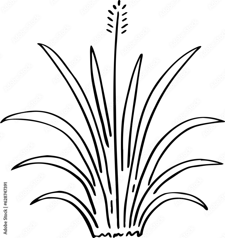 hand drawn plant illustration. hand drawn plant illustration.