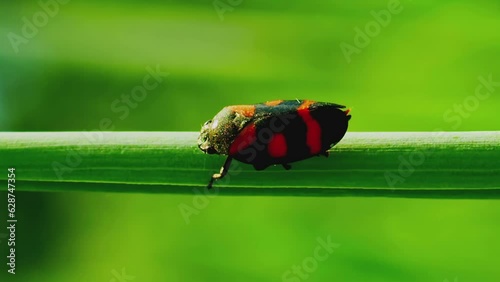 Vertical video close up shot of cercopis vulnerata or cicada sits on a thin stalk and pisses         photo
