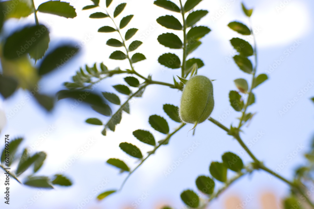 Growing chickpeas. Chickpeas in the shell grow on a branch against the sky. Close-up. Growing chickpeas. Chickpeas in the shell grow on a branch against the sky. Close-up.