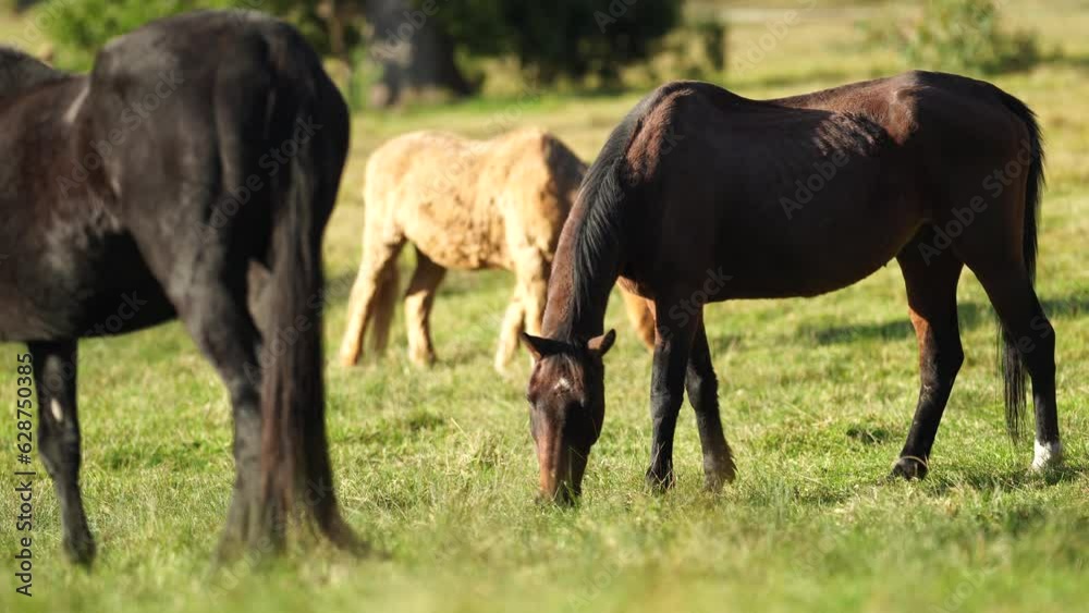 Wild horses grazing in a field on grass on a ranch in America. Wild horses grazing in a field on grass on a ranch in America.