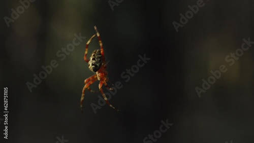 Close-up of a large spider weaves a web