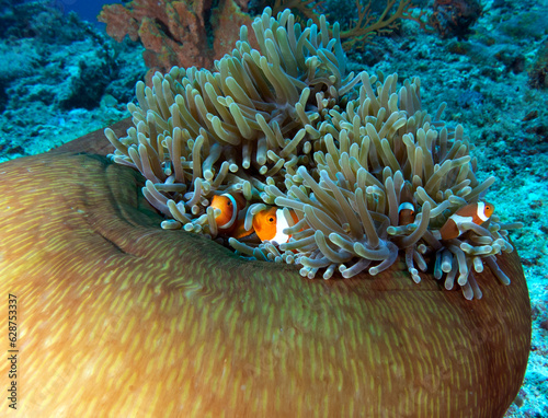 Pair of False clown anemonefish in anemone Boracay Island Philippines