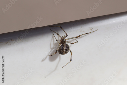 Closeup Common house spider, American house spider (Parasteatoda tepidariorums). Family tangle-web spiders, cobweb spiders, comb-footed spiders (Theridiidae). Partly white background.