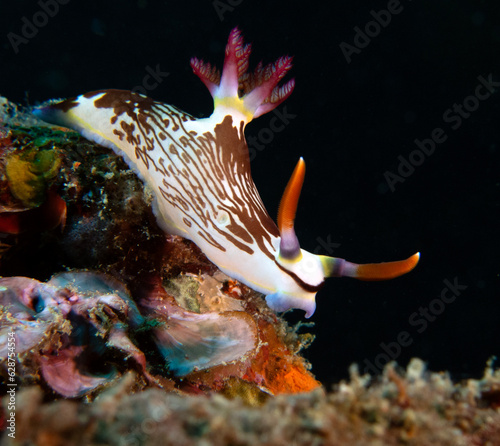 Canvas Print A Nembrotha Lineolata nudibranch crawling on a wreck Boracay Island Philippines