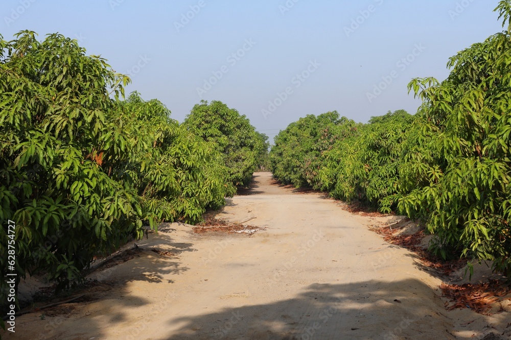 Mango trees on the farm, summer, gardening, nature, exotic plants