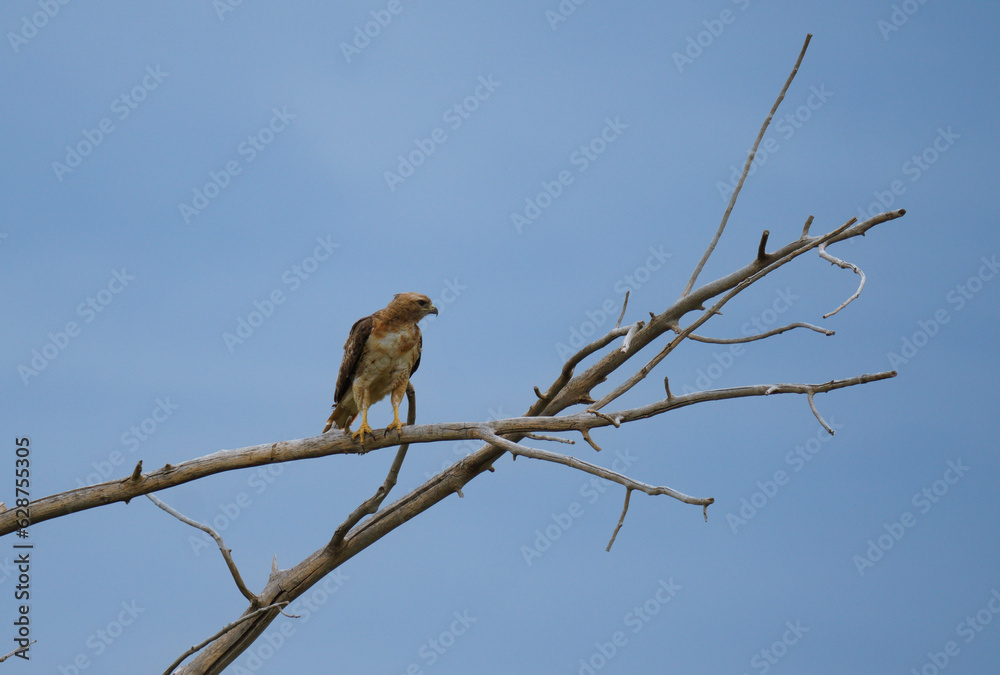 redtailed hawk perched in tree