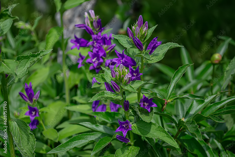 Delicate blue bell flowers on the flowerbed in summer. Delicate blue bell flowers on the flowerbed in summer.