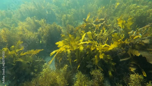 Beautiful view of kelp seaweed underwater.