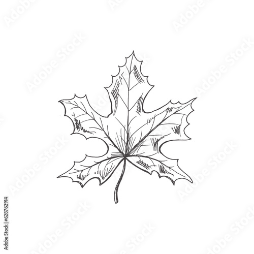 Vector hand-drawn autumn Illustration. Detailed retro style maple leaf sketch. Vintage sketch element. Back to School.