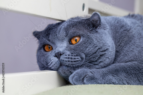 A cat with orange eyes is laying on a white surface. Grey Scottish fold cat resting and boring 