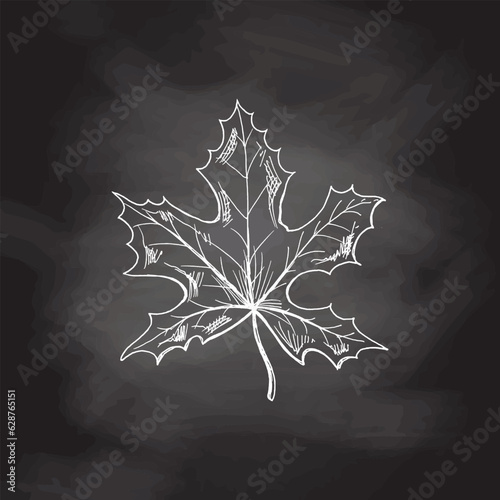 Vector hand-drawn autumn Illustration. Detailed retro style maple leaf sketch on chalkboard background. Vintage sketch element. Back to School.