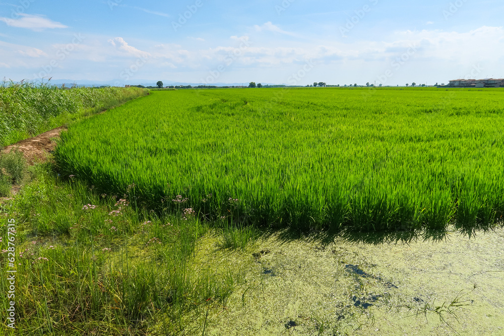 Obraz premium Paddy rice canal irrigation panorama landscape agriculture nature natural Po Valley